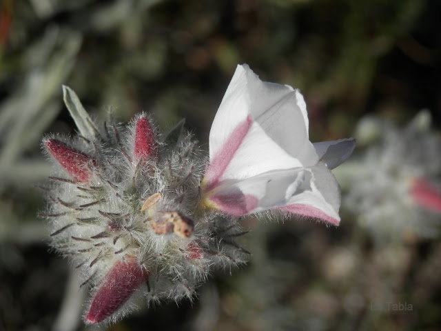 Convolvulus lanuginosus