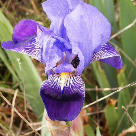Iris germanica Lirio azul