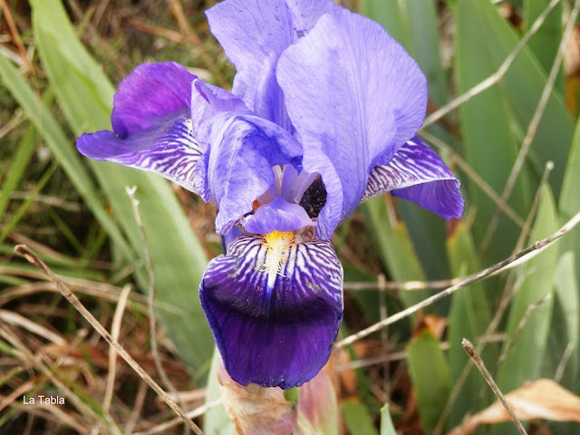 Iris germanica Lirio azul
