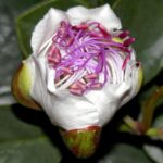 flor de la alcaparra (capparis spinosa)