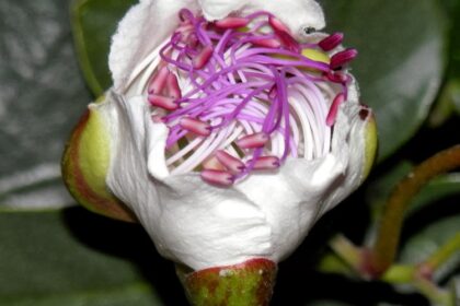 flor de la alcaparra (capparis spinosa)