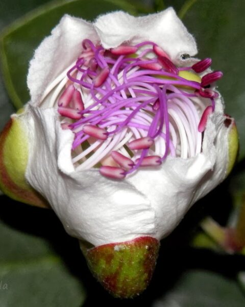 flor de la alcaparra (capparis spinosa)