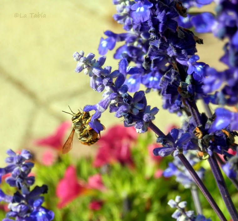 Y que le guste a las abejas: Salvia farinacea - EL BLOG DE LA TABLA