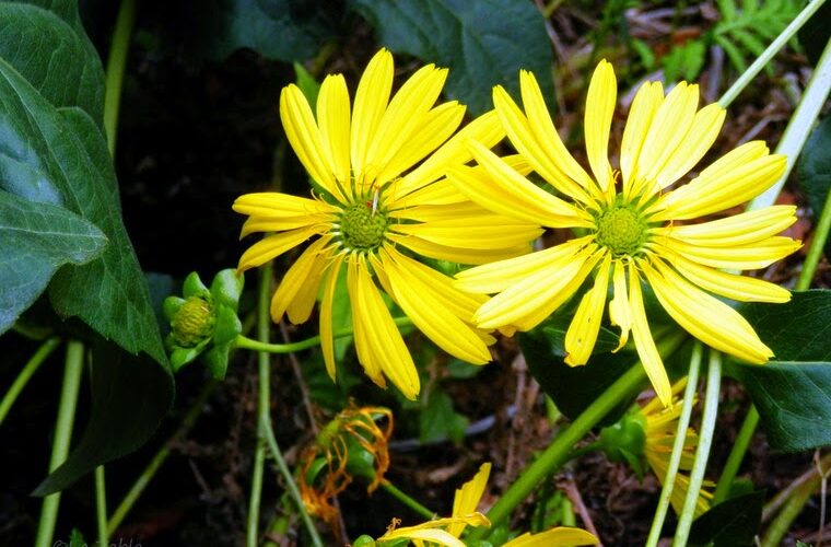 Silphium perfoliatum