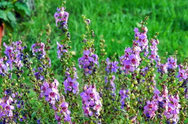 Angelonia angustifolia