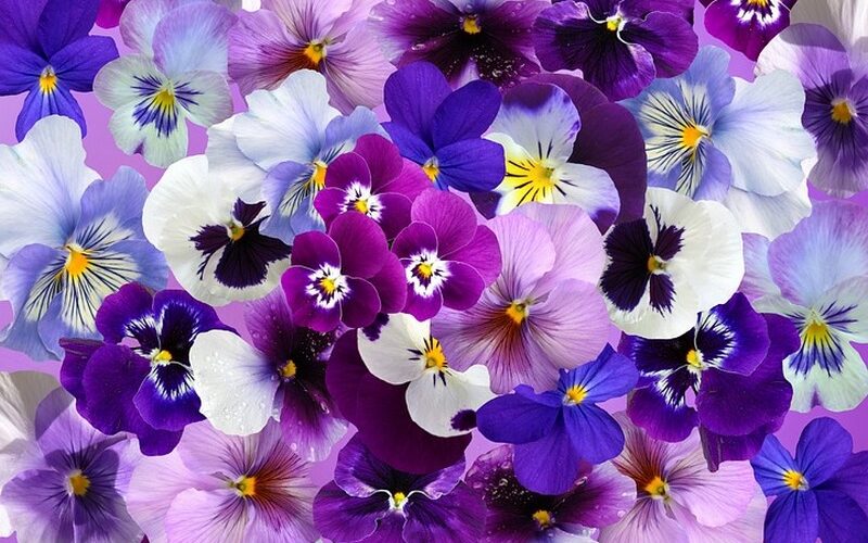 Violas de jardín, pensamientos