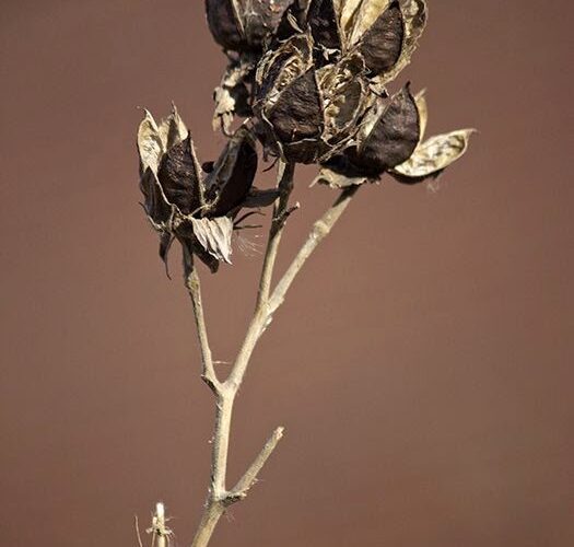 Plantas vivaces en invierno en el jardín de Piet Oudolf en la High Line