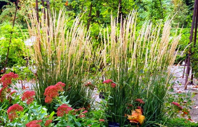 Calamagrostis acutiflora