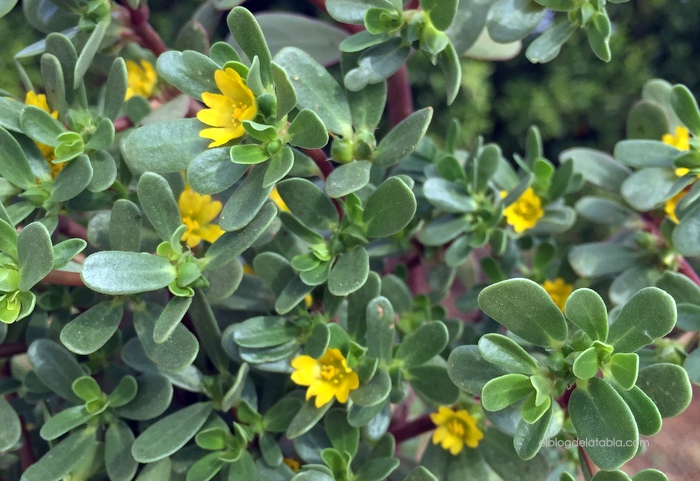 portulaca oleracea verdolaga en flor 