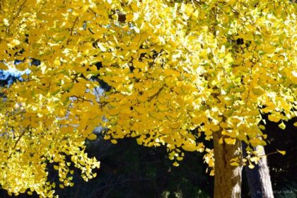 Hojas amarillas en otoño de Gingko biloba