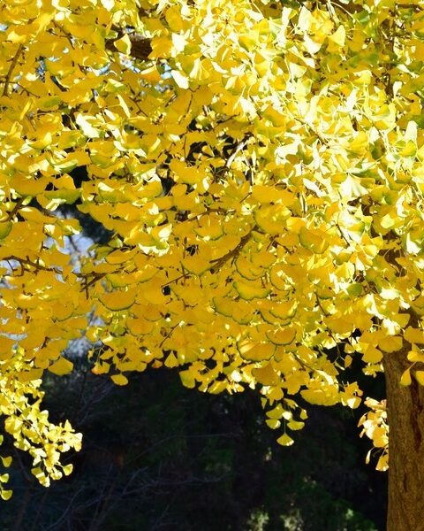 Hojas amarillas en otoño de Gingko biloba
