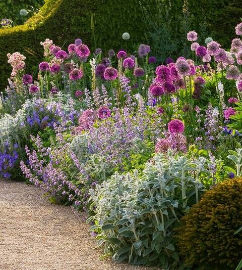 Bordura de herbáceas con Allium en los Jardines de Arundle Castlee