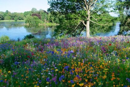 Trentham Gardens Praderas flores silvestres anuales y vivaces