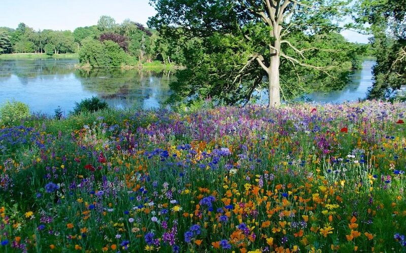 Trentham Gardens Praderas flores silvestres anuales y vivaces