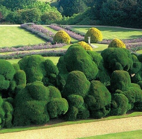 ‘Elephant Hedge’ topiaria con 450 años en Rockingham Castle