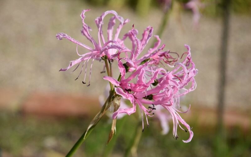 Nerine