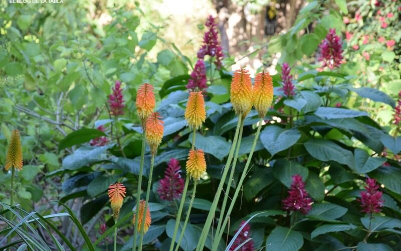 Kniphofia praecox flores invierno