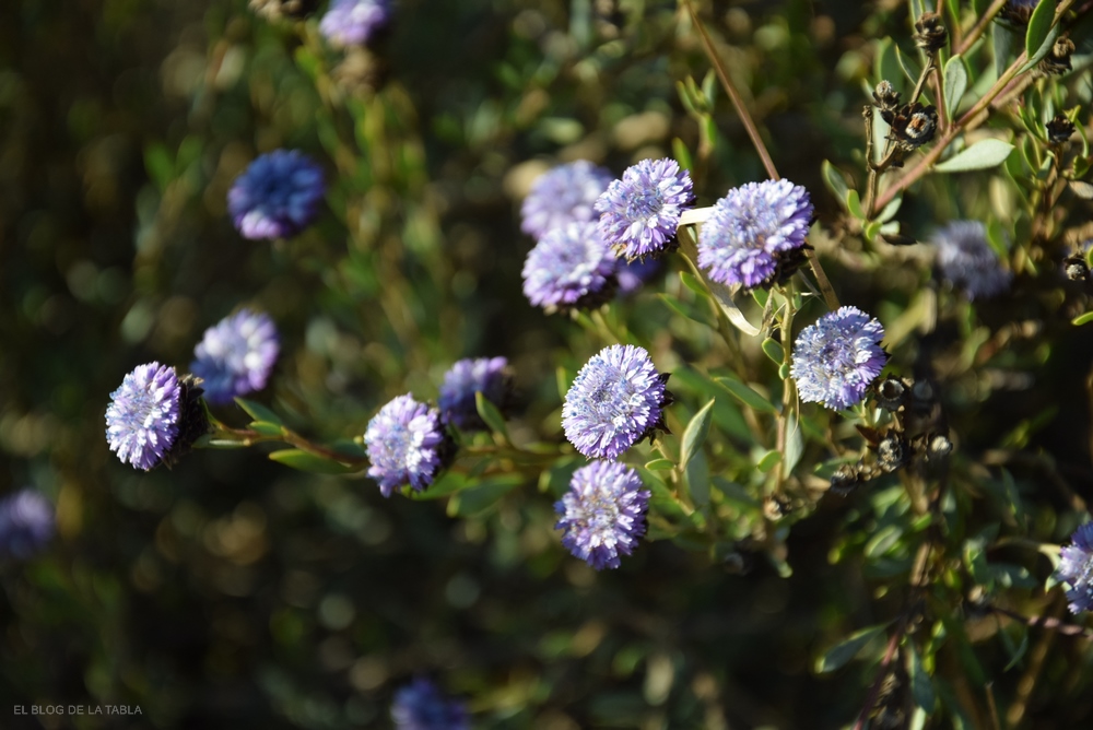 Globularia alypum (Coronilla de fraile o coronilla real)