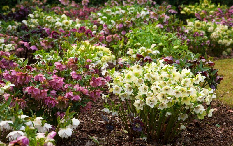 Helleborus x hybridus eleboros