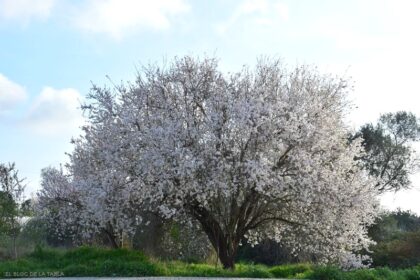 Prunus dulcis, almendro en flor