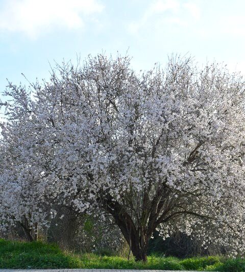 Prunus dulcis, almendro en flor