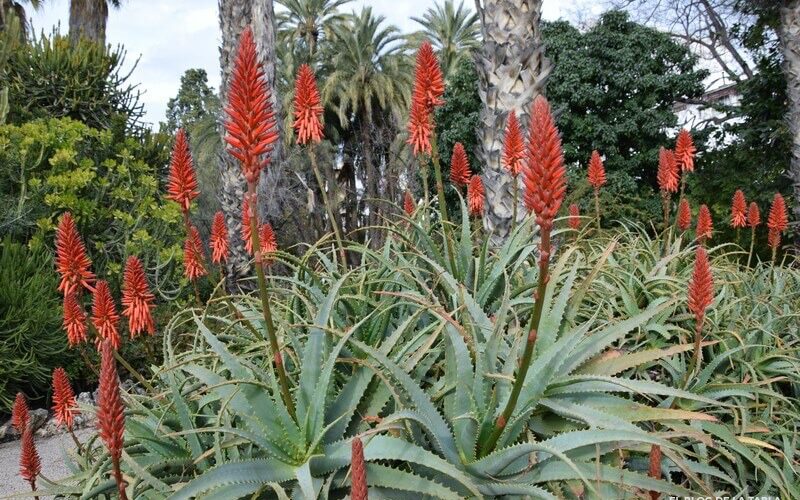 Aloe arborescens