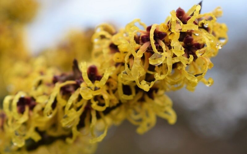 Hamamelis