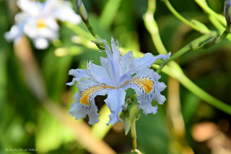Llámalo primavera. Iris japonica (Lirio de Japón) - EL BLOG DE LA TABLA