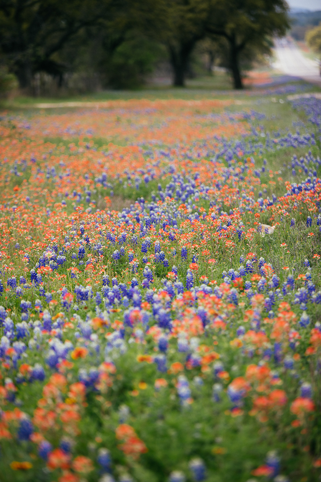 Los Lupinos De Texas Altramuz De Texas Lupinus Texensis