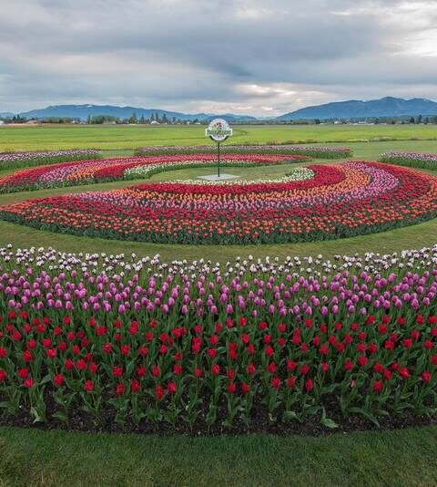 Festival de tulipanes Valle de Skagit