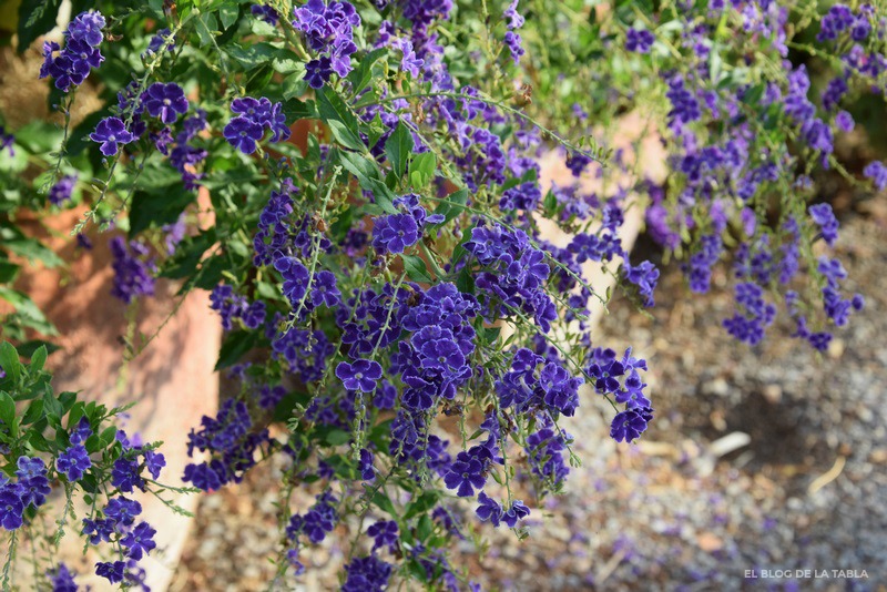 Duranta erecta