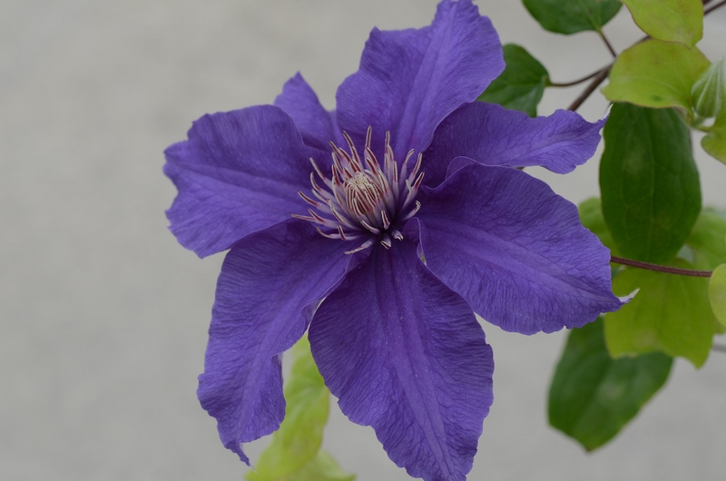 Flores 'Ultra Violet', el color del año 2018 según Pantone - EL BLOG DE LA  TABLA