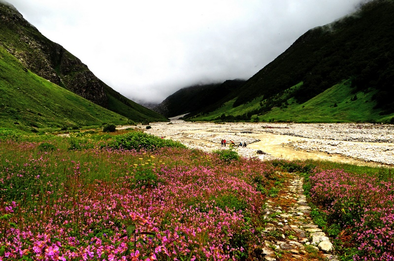 Plantas alpinas en el Valle de las Flores en India - EL BLOG DE LA TABLA