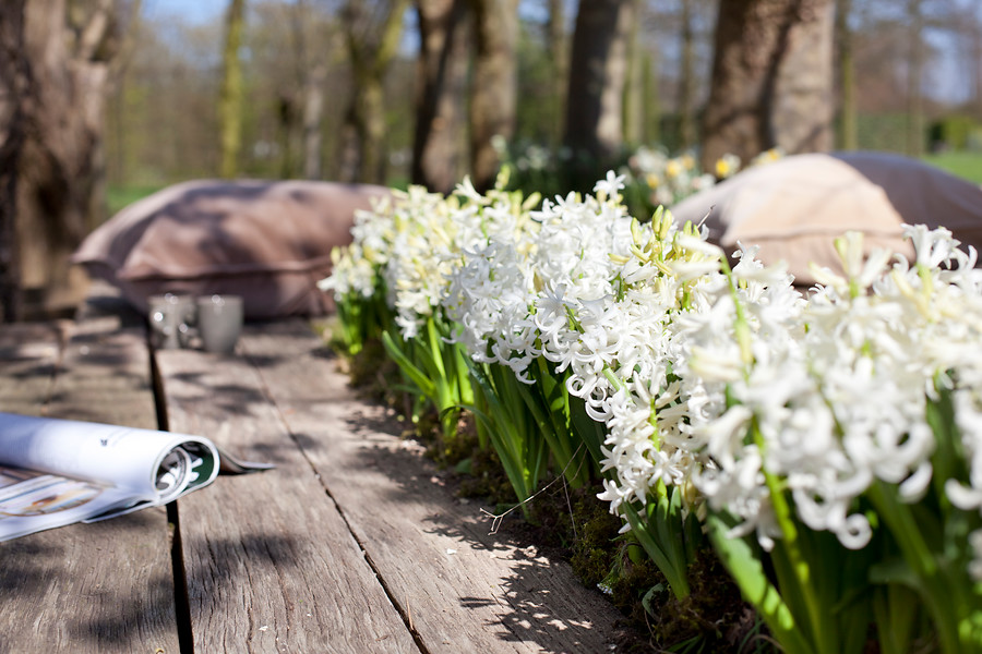 Un jardín lleno de flores blancas con bulbos de flor - EL BLOG DE LA TABLA