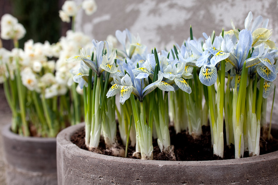 Iris enanos de floración invernal - EL BLOG DE LA TABLA