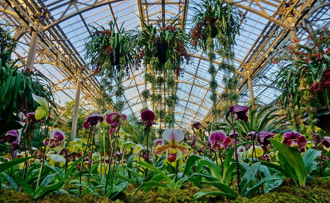 Gran fiesta de orquídeas en Longwood Gardens: Orchid Extravaganza 2019 - EL  BLOG DE LA TABLA
