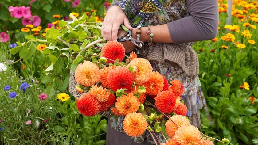 Crea tu jardín de flor con bulbos de verano - EL BLOG DE LA TABLA