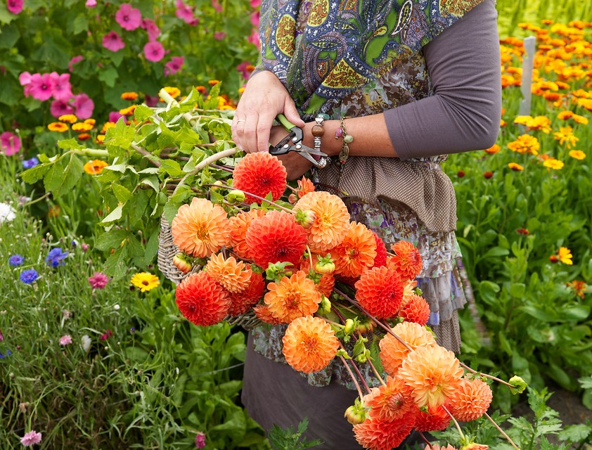 Crea tu jardín de flor de corte con bulbos de verano - EL BLOG DE LA TABLA