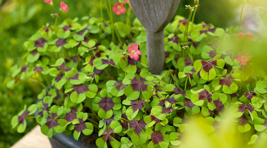 Oxalis tetraphylla 'Iron Cross'