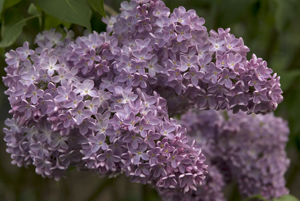 Syringa: las lilas o lilos tienen que volver al jardín - EL BLOG DE LA TABLA
