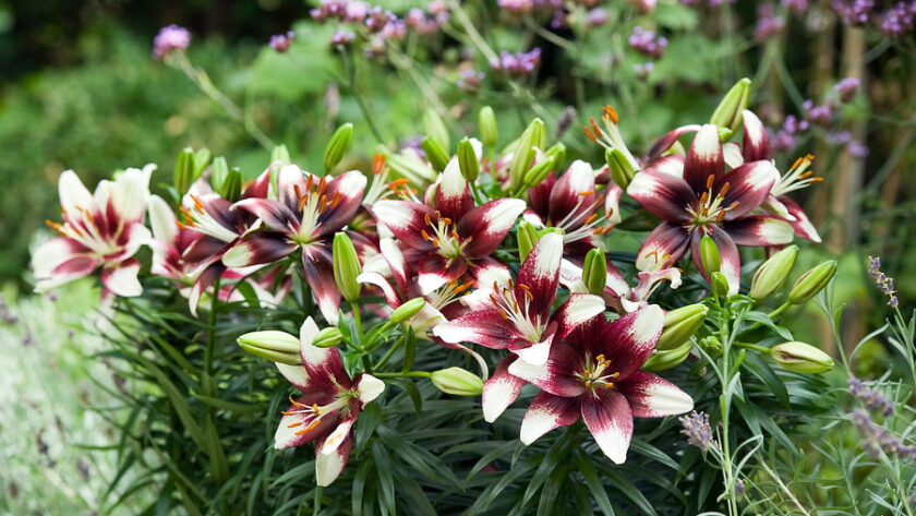 Florecen en verano y dan color al jardín: Azucenas o lirios (Lilium) - EL  BLOG DE LA TABLA