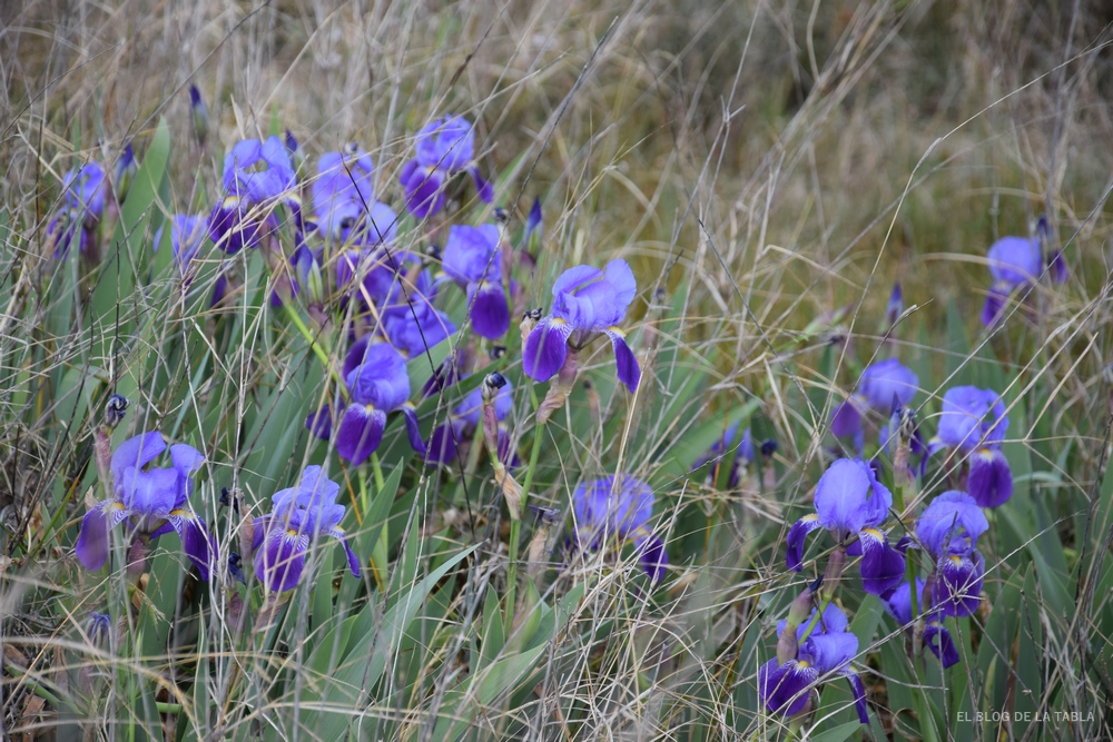 flores azules de lirios silvestres o iris germanica
