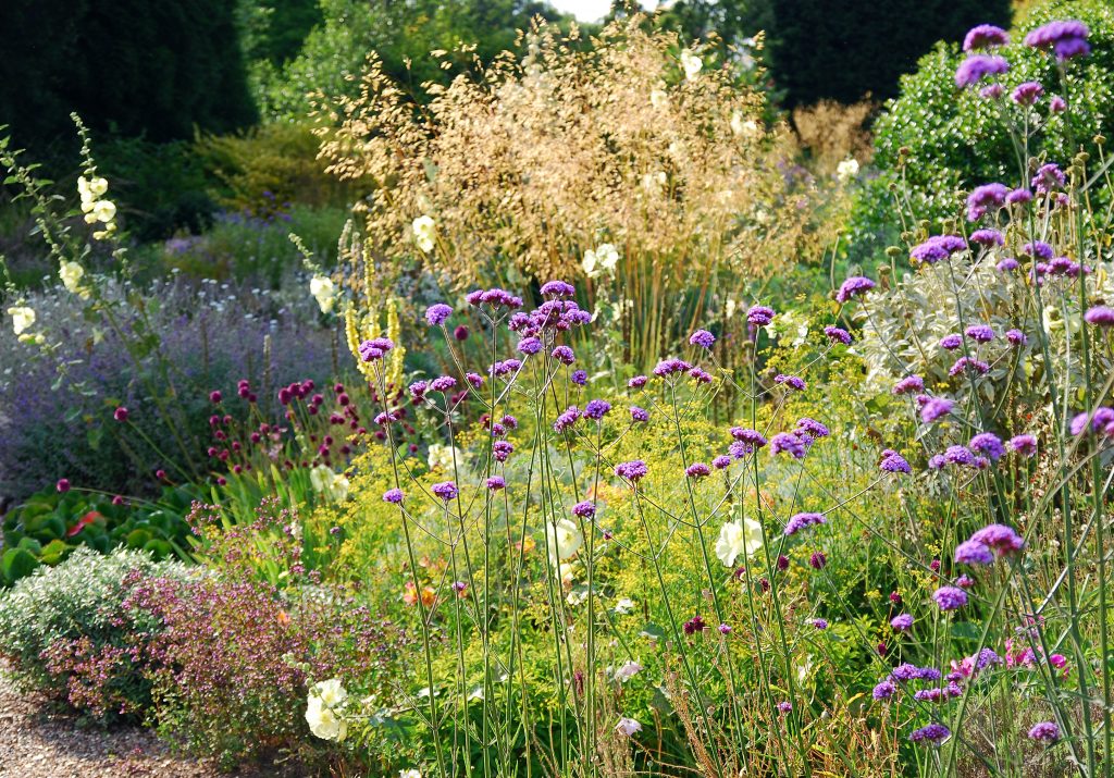 Stipa gigantea ahora Celtica Gigantea, gramínea ornamental, especie ibérica, en combinación con plantas vivaces