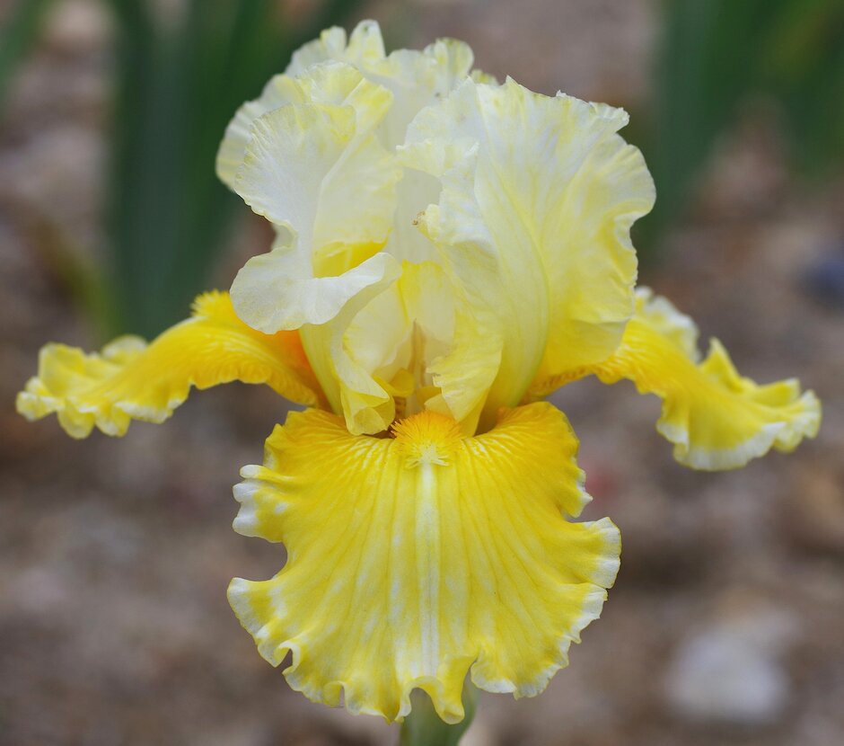 Iris o lirios barbados