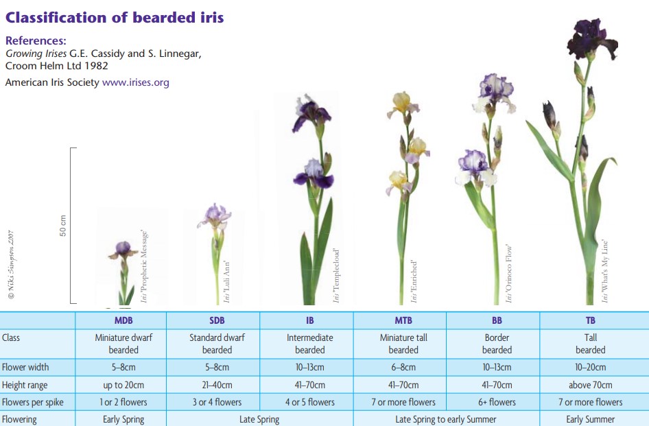 Clasificación hortícola de los Iris o lirios barbados