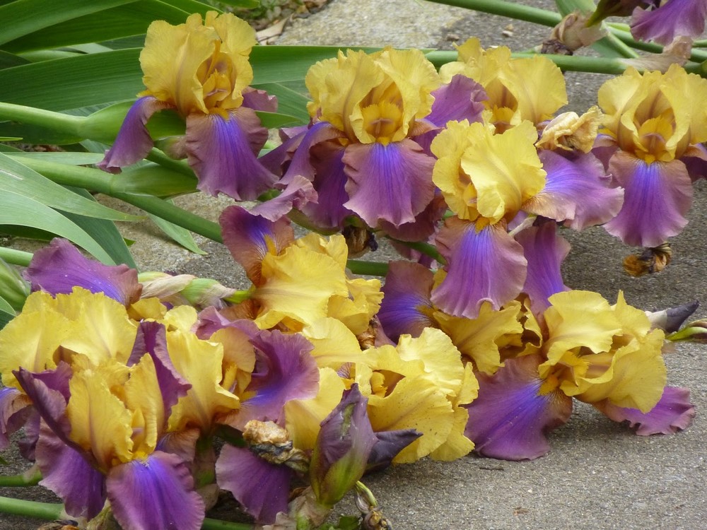Oda a los iris (lirios) barbados, su cultivo y cuidados - EL BLOG DE LA  TABLA