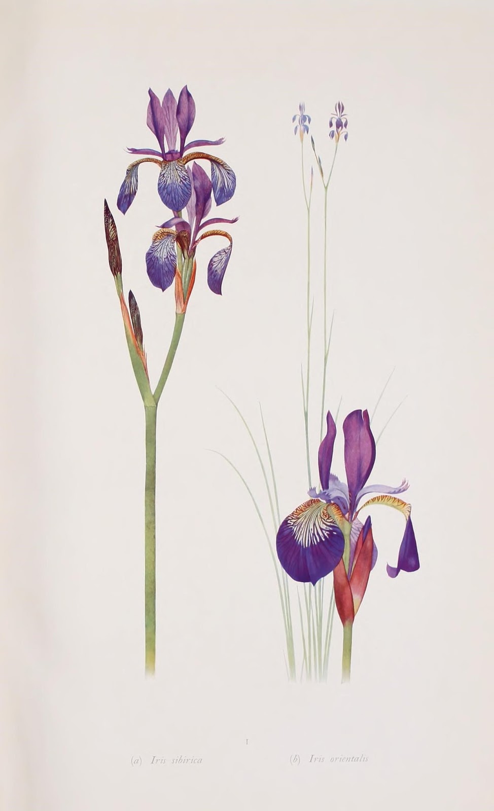 flor de lirio siberiano y lirio oriental color azul y púrpura