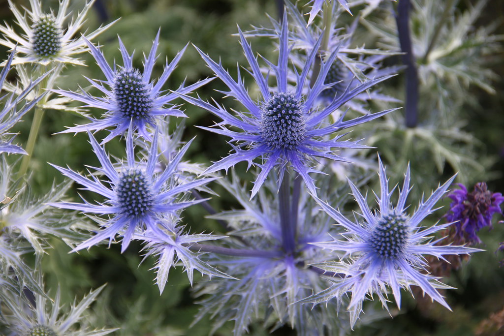 Flores de verano azules de plantas vivaces para jardines de flor de corte y arreglos florales