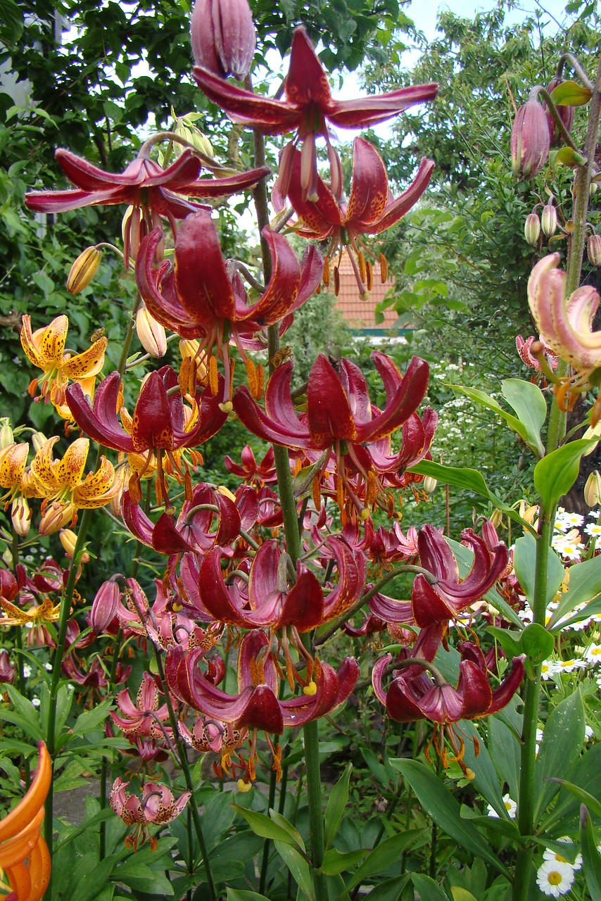 Lilium martagon