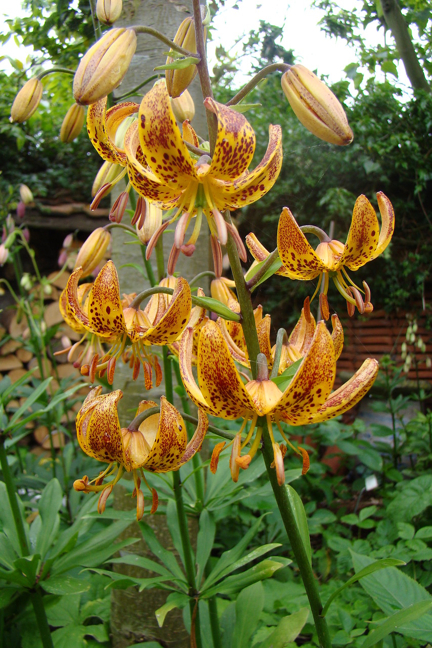 Lilium martagon